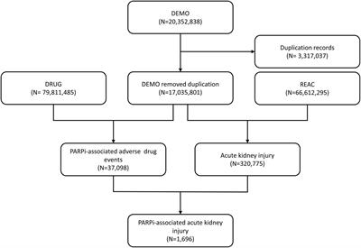 Exploring and comparing renal adverse effects between PARP inhibitors based on a real-world analysis of post-marketing surveillance data